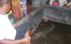 Nyangkut di Jaring, Buaya 2 Meter Nyaris Terkam Nelayan Pohuwato