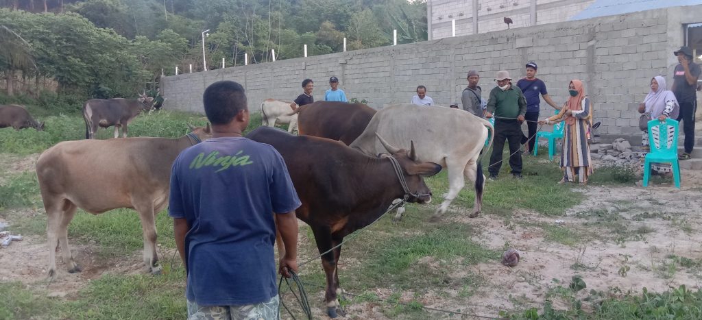 APRI Dan RMC Pohuwato Serahkan Bantuan Sapi Qurban