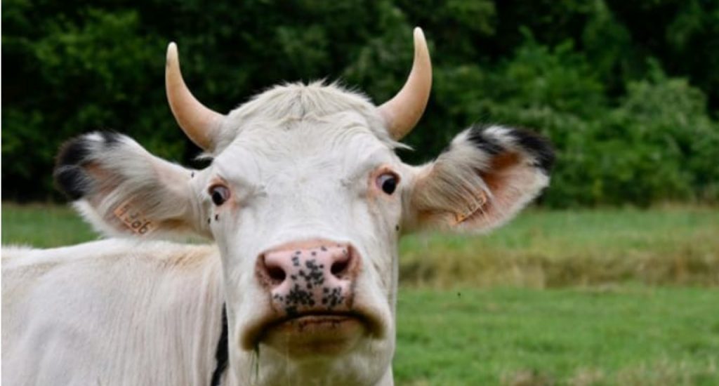 Bantuan Sapi Ternak Pemrov Aceh Diduga Bermasalah, Partai SIRA Jadi Kambing Hitam
