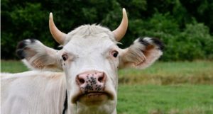 Bantuan Sapi Ternak Pemrov Aceh Diduga Bermasalah, Partai SIRA Jadi Kambing Hitam