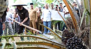 Bupati Aceh Utara Panen Perdana Sawit Program PSR