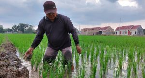 Petani di Pemalang Keluhkan Kelangkaan Pupuk Subsidi