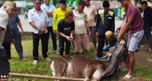 Pembagian Daging Qurban di DPD II Golkar Kabupaten Gorontalo Prioritaskan Abang Bentor