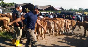 Wabah PMK Pengaruhi Penjualan Hewan di Pasar Banjar Anyar Randu Pemalang