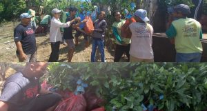 Syarifudin Bano Bagi 10 Ribu Bibit Kopi Arabika ke Kolompok Tani