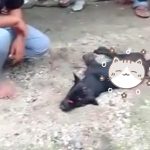 Kecamatan Tabongo