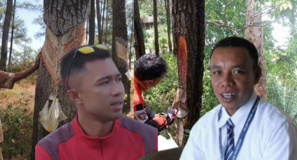 Masyarakat Desak APH Tindak Tegas Pelaku Penyadapan Getah Pohon Pinus dan Damar di Dulamayo