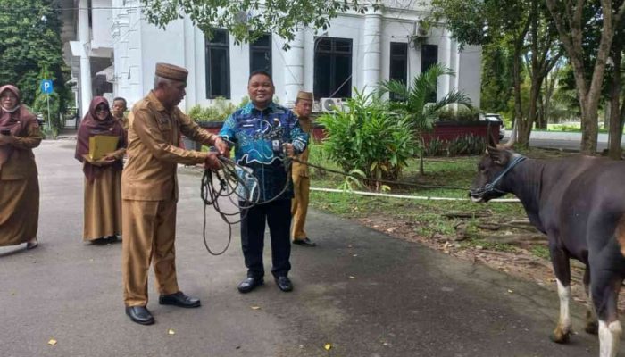 Idul Adha 1445 H, BKAD Kabupaten Gorontalo Serahkan Sapi Kurban