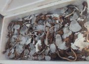 Polsek Pelabuhan Gorontalo Gagalkan Penyelundupan 30 Kg Tikus Asal Banggai Kepulauan