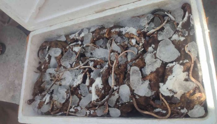 Polsek Pelabuhan Gorontalo Gagalkan Penyelundupan 30 Kg Tikus Asal Banggai Kepulauan