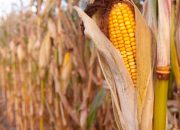 Petani Jagung Gorontalo Utara Tuntut Peran Pemerintah dan Bulog untuk Menyerap Hasil Panen