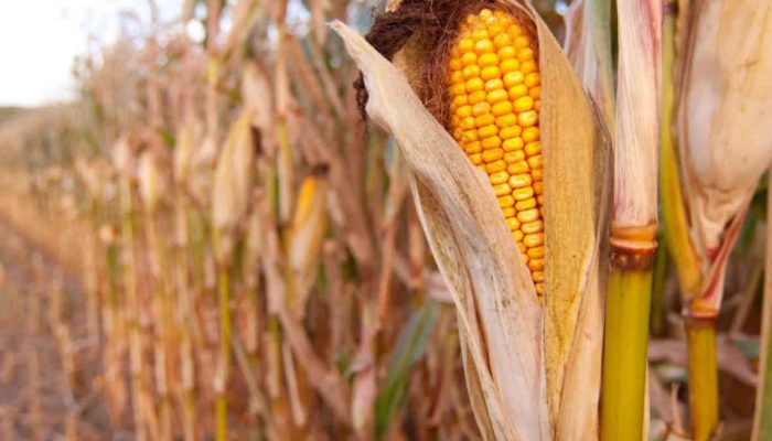 Petani Jagung Gorontalo Utara Tuntut Peran Pemerintah dan Bulog untuk Menyerap Hasil Panen