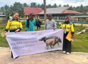 Pani Gold Project Bagikan 26 Ekor Sapi Qurban Ke Desa-Desa Dan Stakeholder