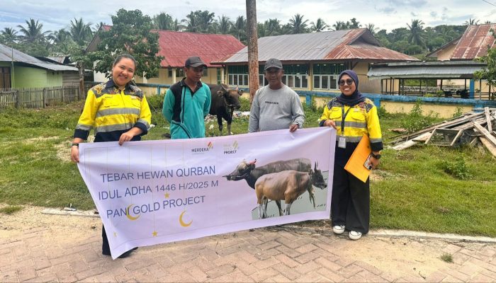 Pani Gold Project Bagikan 26 Ekor Sapi Qurban Ke Desa-Desa Dan Stakeholder
