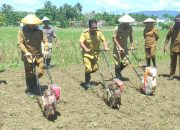 Target 14.000 Ton Panen, Pemkab Bolmut Genjot Ladang Jagung