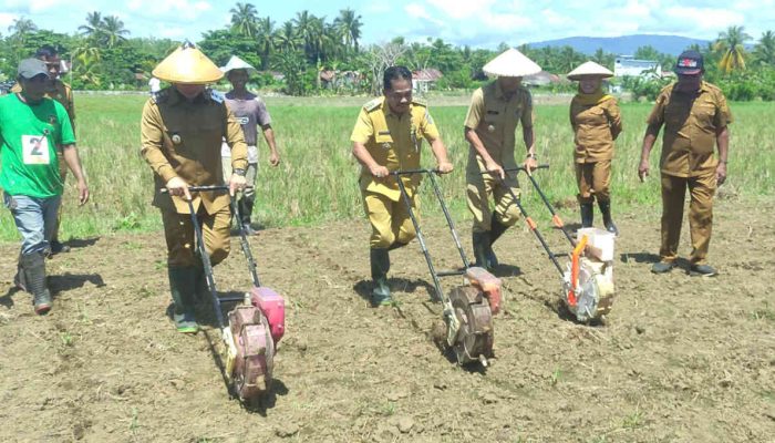 Target 14.000 Ton Panen, Pemkab Bolmut Genjot Ladang Jagung