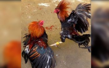 Judi Sabung Ayam di Manganitu Sangihe Marak, Ini Kata Kapolsek