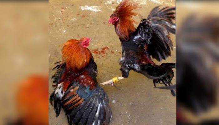 Judi Sabung Ayam di Manganitu Sangihe Marak, Ini Kata Kapolsek