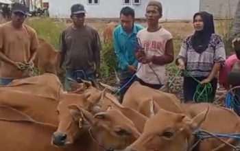Bantuan sapi ternak