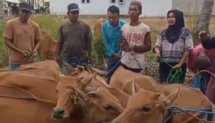 Lewat Pokir, Limonu Hippy Salurkan 30 Ekor Sapi untuk Penguatan Ekonomi Warga
