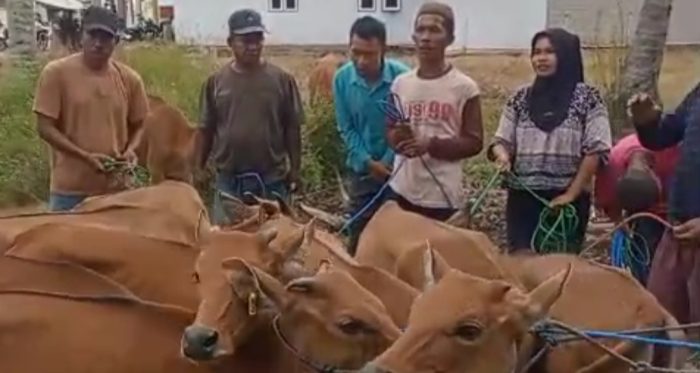 Bantuan sapi ternak