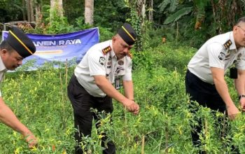 Wujudkan Program Ketahanan Pangan, Lapas Tahuna Panen Raya Cabai