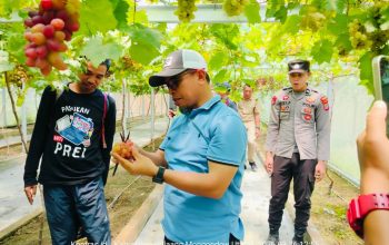 Anggur Tumbuh Subur di Sangkub, Bupati Sirajudin Terpukau