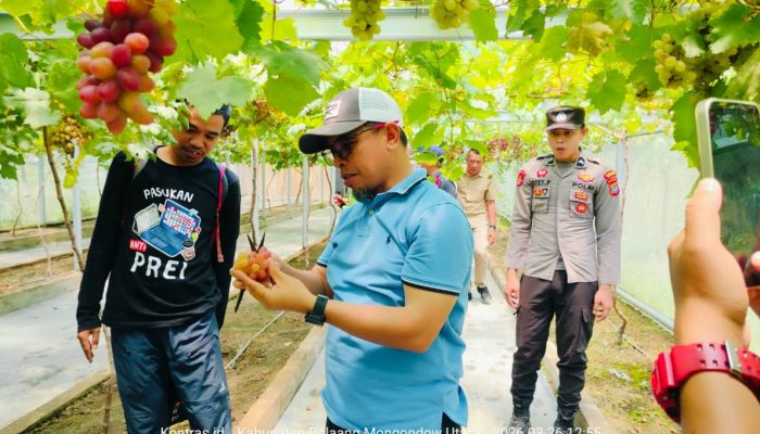 Anggur Tumbuh Subur di Sangkub, Bupati Sirajudin Terpukau