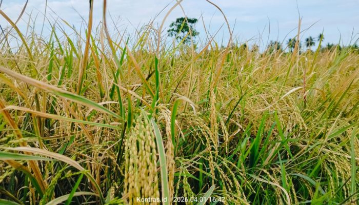 Padi Terancam Rusak Saat Panen, Petani Boltara Soroti Minimnya Alat dari Pemda