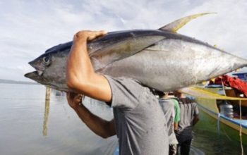 Berkedok Pemasok MBG, Guru di Tidore Sangihe Diduga Seludupkan Tuna Ke Filipina