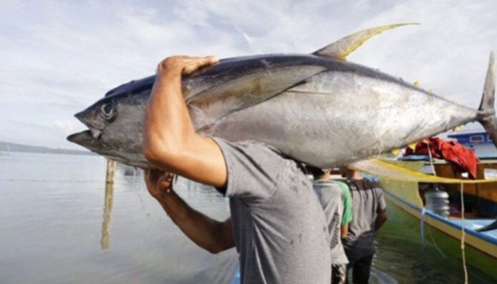 Berkedok Pemasok MBG, Guru di Tidore Sangihe Diduga Seludupkan Tuna Ke Filipina