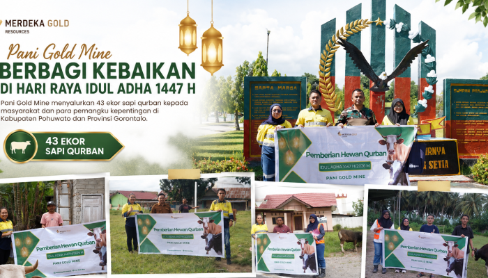 Rayakan Idul Adha Bersama Warga, Pani Gold Mine Salurkan 43 Ekor Sapi Qurban