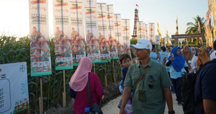Jagung Dekalb