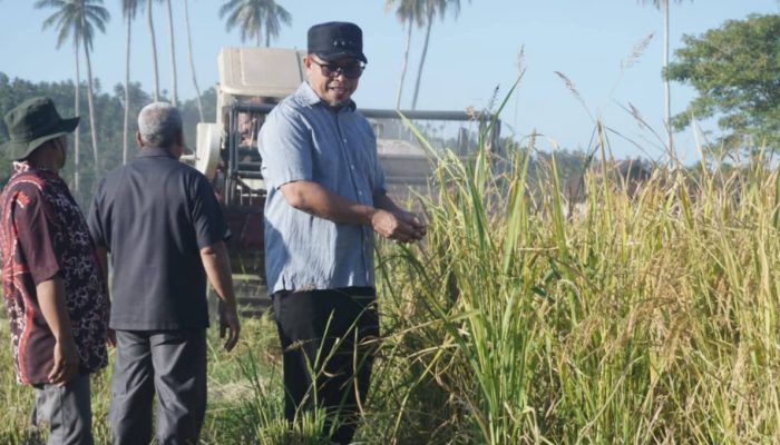 Tabela Berbuah Hasil, Bupati Boltara Tinjau Panen Raya Padi IPB 15S