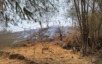 Respons Cepat Kebakaran Lahan di Kapali dan Ponelo, Pani Gold Mine Turunkan Tim Tanggap Darurat